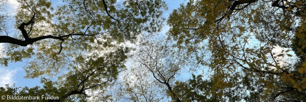 Baumkronen