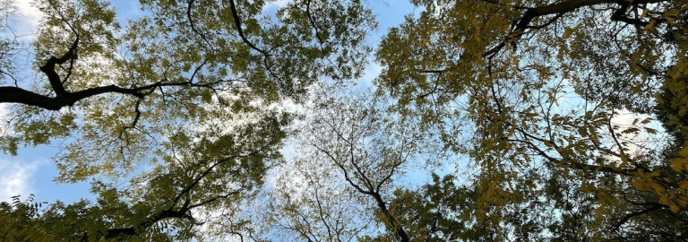 Baumkronen